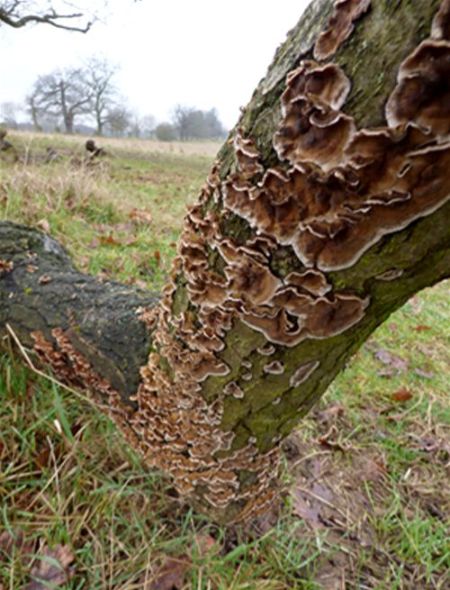 Less distinct bracket-like formations on English oak in Bedford, Bedfordshire